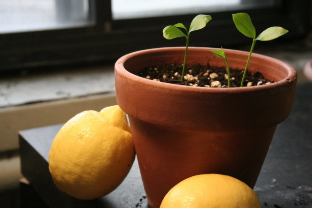 Lemon tree sprouts Lemon tree sprouts
