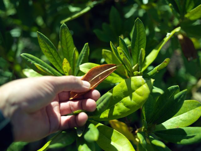 How not to kill a rhododendron? Common mistakes in bush care