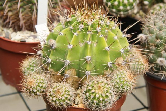 Cactus (Cactaceae)