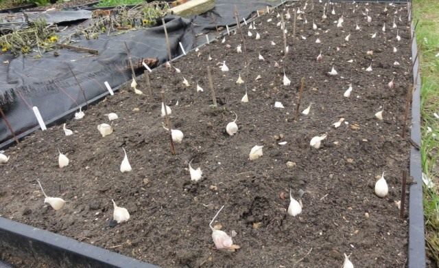Planting winter garlic Planting winter garlic