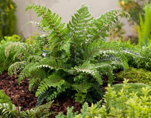 10 Best Ferns for Flower Beds and Rabatki