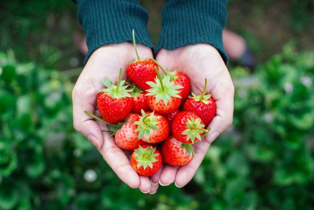 13 Main Questions and Answers about Garden Strawberries