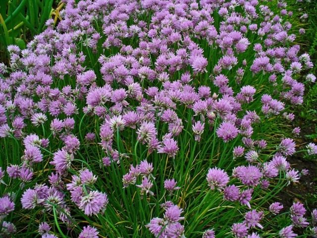 Chives, or onions
