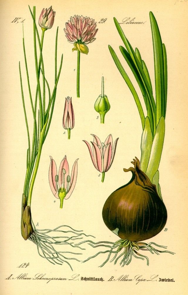 Chives. Illustration from the book of Otto Wilhelm Thome "Flora of Germany, Austria and Switzerland in the stories and images for school and home" 1885