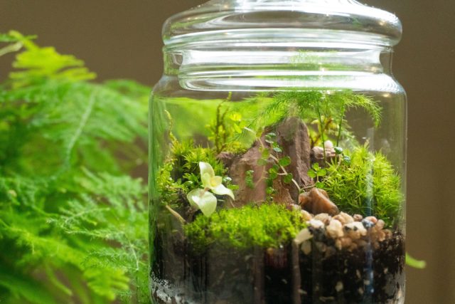 Florarium, or ecosystem – a miniature garden in a bottle