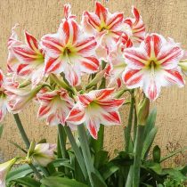 Hippeastrum 'Park Striped' (Hippeastrum 'Park Striped')