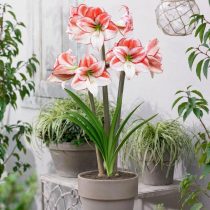 Hippeastrum 'Table Dance'