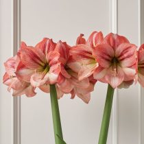 Hippeastrum 'Provence' (Hippeastrum 'Provence')