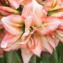 Hippeastrum 'Zombie' (Hippeastrum 'Zombie') © tesselaar.net.au