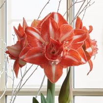 Hippeastrum 'Sunshine Nymph' (Hippeastrum 'Sunshine Nymph')