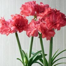 Hippeastrum 'Candy Nymph' © Hirt's Gardens