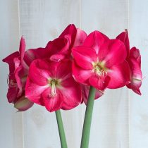 Hippeastrum 'Candy Queen' © whiteflowerfarm.com