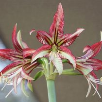 Hippeastrum 'Mystica' (Hippeastrum 'Mystica') © bsharf