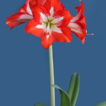 Hippeastrum 'Eyecatcher'