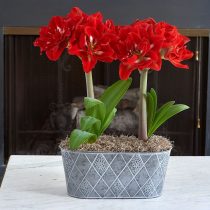 Hippeastrum 'Happy Nymph' © whiteflowerfarm.com