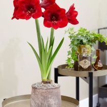 Hippeastrum 'Premiere'