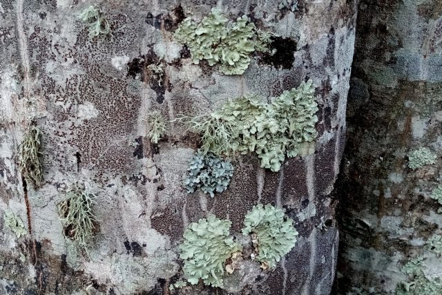 Different types of lichens in one place