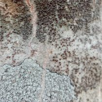 Crustose lichen