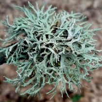 Bushy lichen