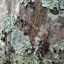 Foliose lichen