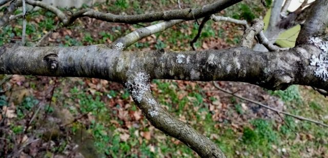 The left side of the branch was whitewashed, the right side was left untreated.