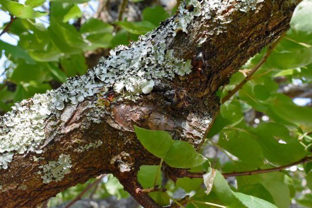 Tree bark is more than just a place for lichens to attach