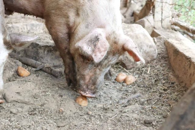 Green potatoes or ripe potatoes with green spots on the skin and flesh are not allowed for feeding.