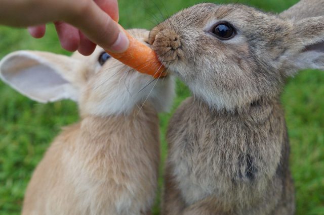 Carrots contain a large amount of carotene, which is involved in the synthesis of the essential vitamin A.