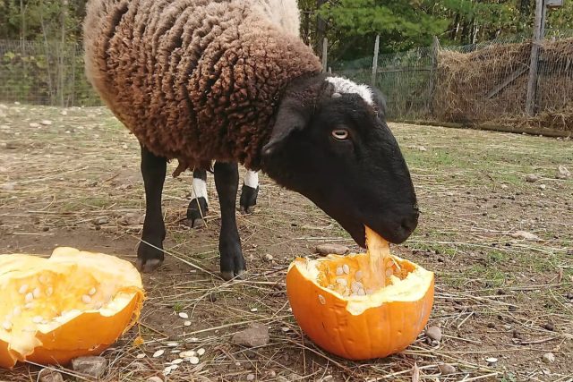 Pumpkin is very rich in carotene, vitamins K, A, E, B and C, calcium, magnesium, phosphorus, potassium and iron.