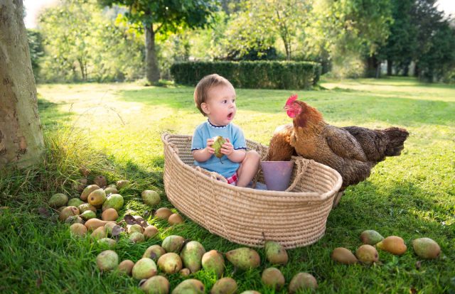 Like apples, pears are rich in vitamins and microelements, but are rarely used in animal and poultry feeding.