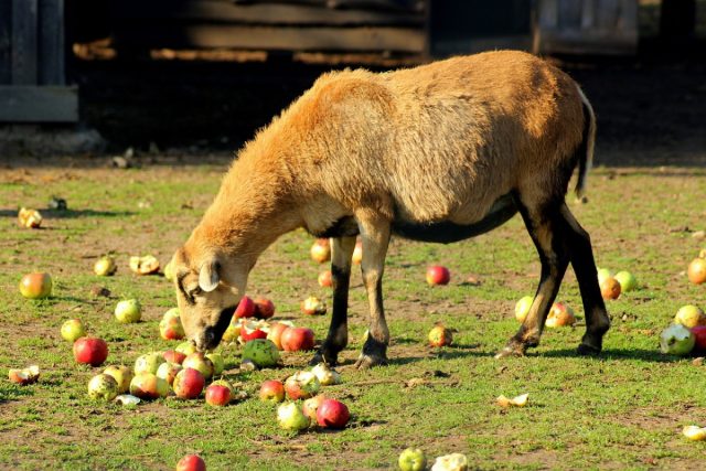 Apples are rich in vitamins B, A, E and C, potassium, calcium, magnesium and iron.