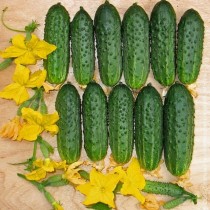 Cucumber "Grasshopper F1"