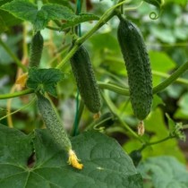 Cucumber "Lilliput F1"