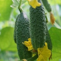 Cucumber "Bogatyrskaya Sila F1"