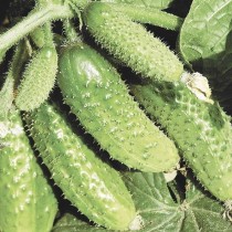 Cucumber "Champion F1"