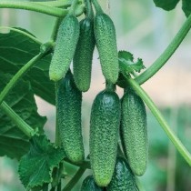 Cucumber "Kids on a branch F1"