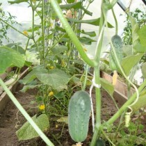 Cucumber "Spring F1"