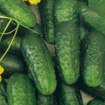 Cucumber "Alekseich F1"