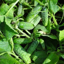Cucumber "Lightly salted F1"