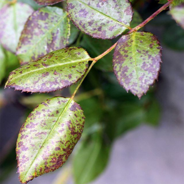 Potassium chlorosis can be identified by the condition of the edges of rose leaves Potassium chlorosis can be identified by the condition of the edges of rose leaves