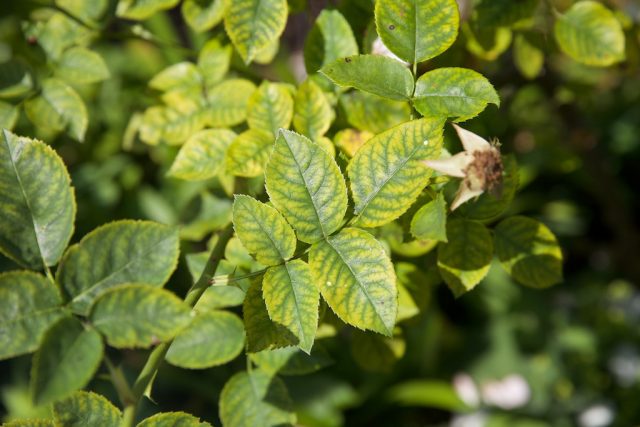 Manganese deficiency in roses is manifested by discoloration of old leaves between the veins Manganese deficiency in roses is manifested by discoloration of old leaves between the veins