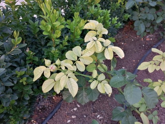 Edaphic chlorosis of roses Edaphic chlorosis of roses