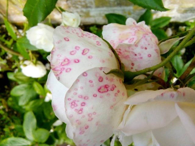 Sometimes red spots appear on rose petals after rain Sometimes red spots appear on rose petals after rain