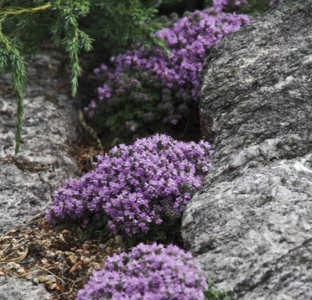 Creeping Thyme, or Thyme