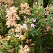 Thyme
