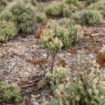 Thyme
