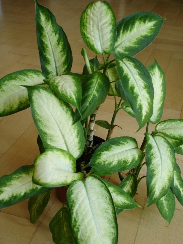 Dieffenbachia Dieffenbachia