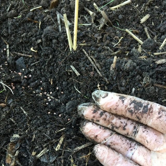 Sowing radishes Sowing radishes