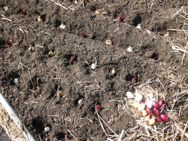 Winter planting of onions Winter planting of onions