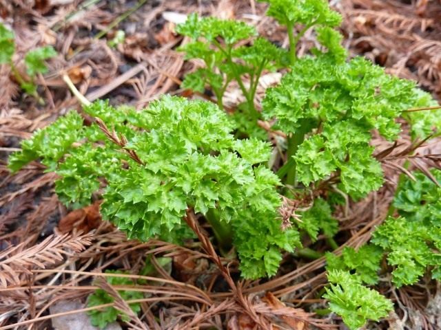 Spring parsley Spring parsley